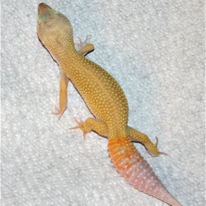 Little Patty