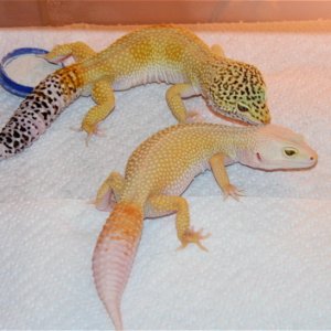 05 breeding