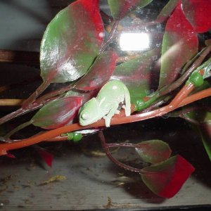 Veiled Hatchling
