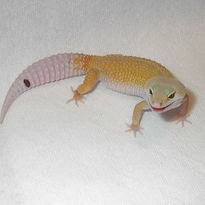 Patternless female HISS