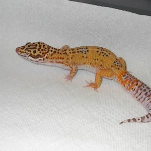 Super Duper tangerine albino HISS