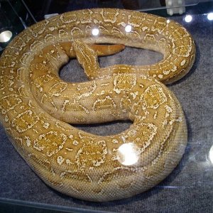 T-Positive  Albino Argentine Boa