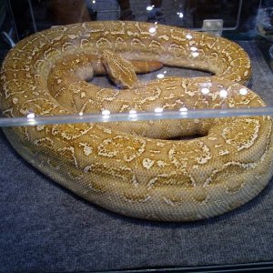 T-Positive  Albino Argentine Boa Pic2