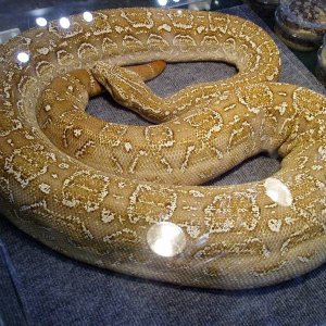 T-Positive  Albino Argentine Boa Pic3