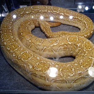 T-Positive  Albino Argentine Boa Pic4