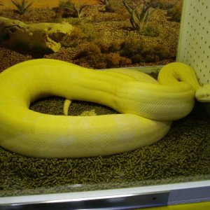 Snow Boa Female