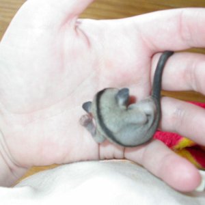 baby male suggie!