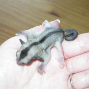 baby female suggie!