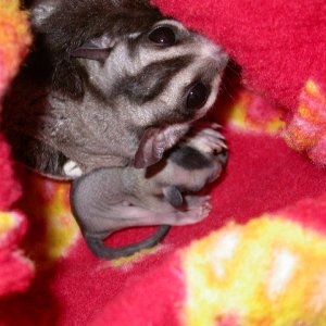 Stinky and his babies