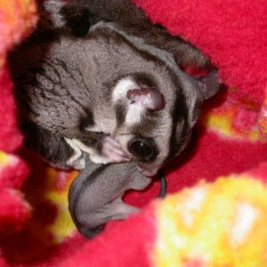Stinky and his babies