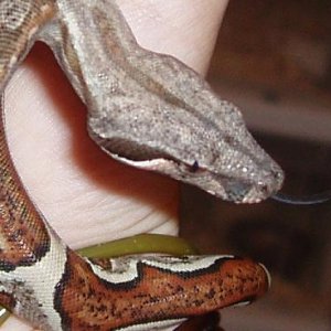 My Striped Boa Special K