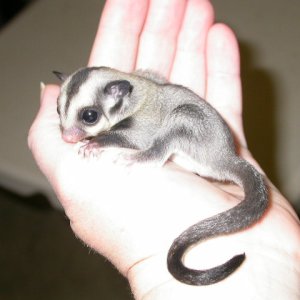 "Little Starr" 2 wks OOP
