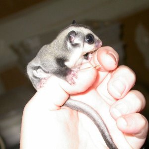 "Little Starr" 2 wks OOP