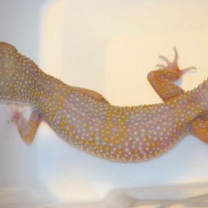 My funky(tm) Tremper