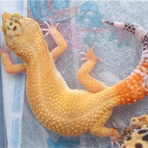 Leopards_053