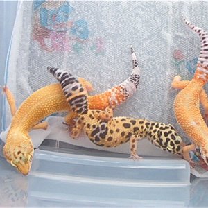 Leopards_046