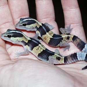 baby fat tails