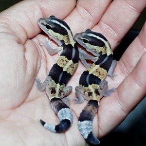baby fat tails 2