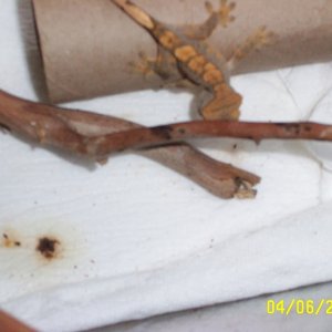 DCP_2439