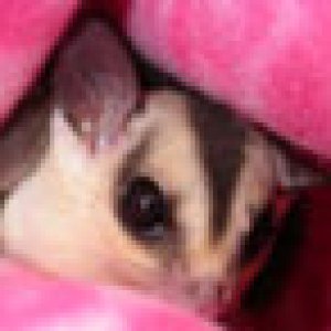Glider Central Avatar