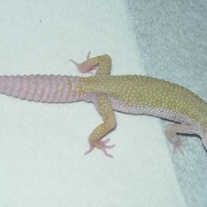PATM3