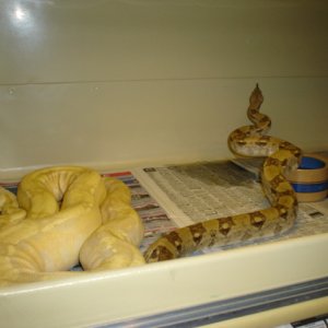02' female albino