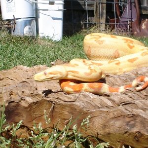 Sunglow Boa