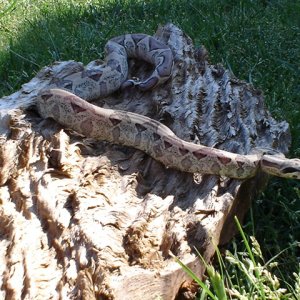 Ghost boa