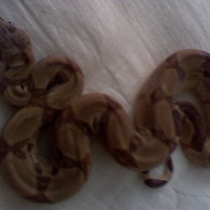 clementine