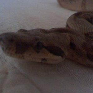 clementinecu