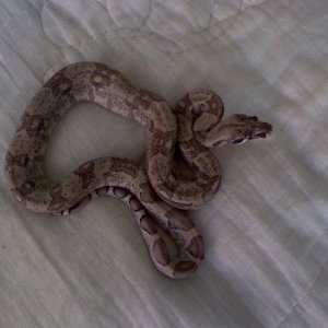 jasper