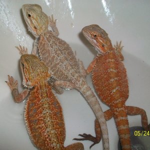Diff colors.