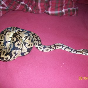 '05 Pastel Male