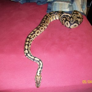 '05 Pastel Male