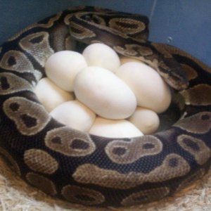 landscape pic of mom and eggs