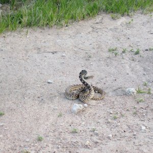 bullsnake