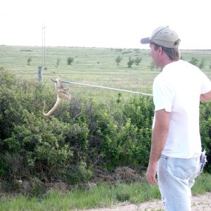 bull snake in the wild