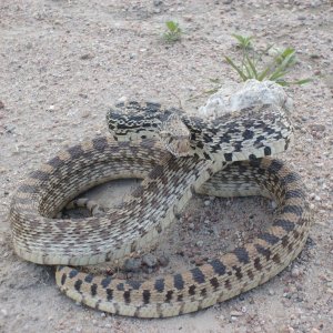 Bull snake ,Getting all mean....LOL