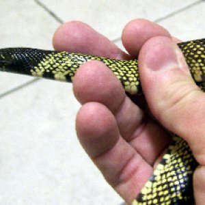 New Mexico Desert Kingsnake