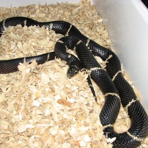Male eastern king