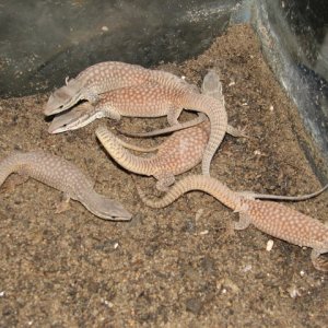 Yellow Ackies