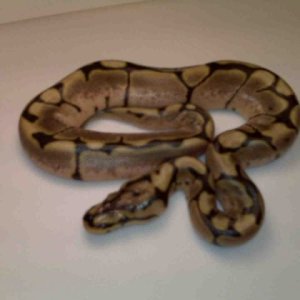 09 spider 50% het hypo # 2