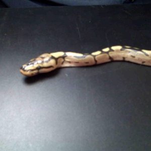 09 spider 50% het hypo # 2