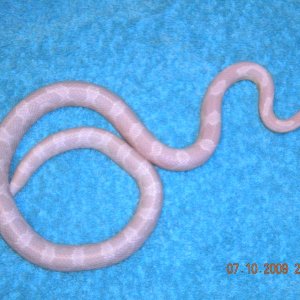 2008_snow_het_ghost_dilute_7-10-2009