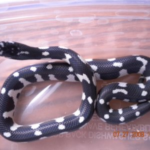 Jungle Female #1