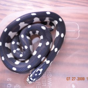Jungle Female #2