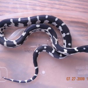 Jungle Female #4