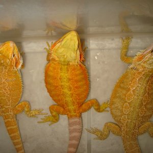 Some of my dragons