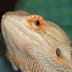 Iccarus