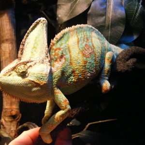 draconis